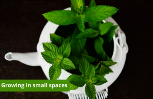 Grow your own guide for small spaces!