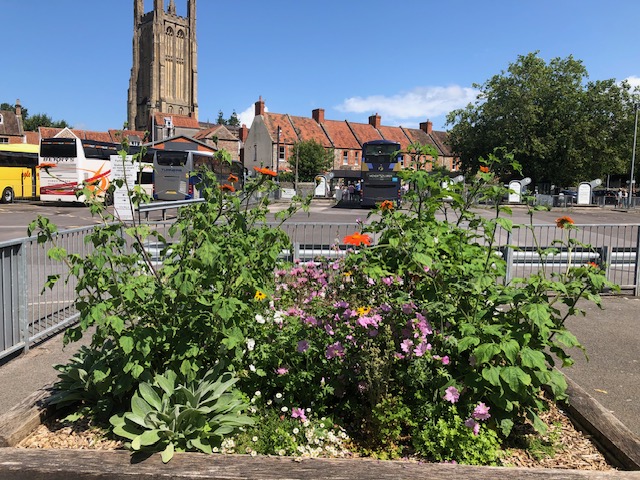 Wells In Bloom is finding ways to Bee Friendly. This planter at the Bus Station has eye catching colours and flowers that the insects love. 