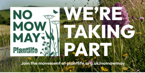 Somerset Council encourages No Mow May.